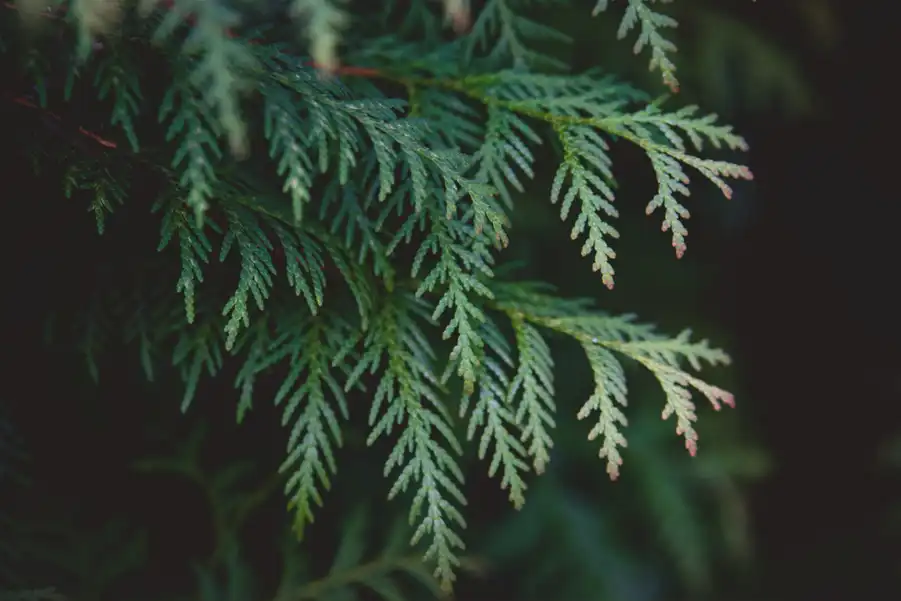 nature.webp